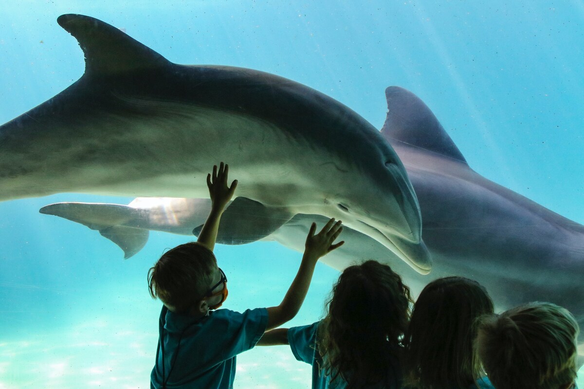 Memorable marine experience showcasing a dolphin up close in clear water.