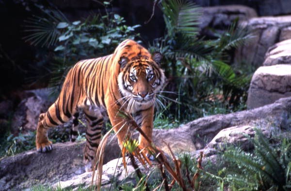 Heated Pool + Tiki Patio! Near Clearwater Beach