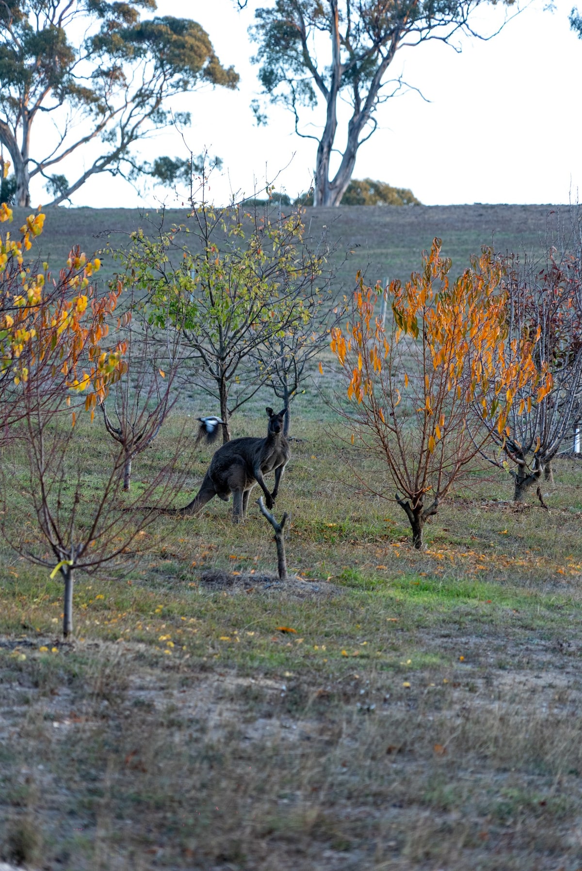 Farm Stay, Picturesque views - Photo 13