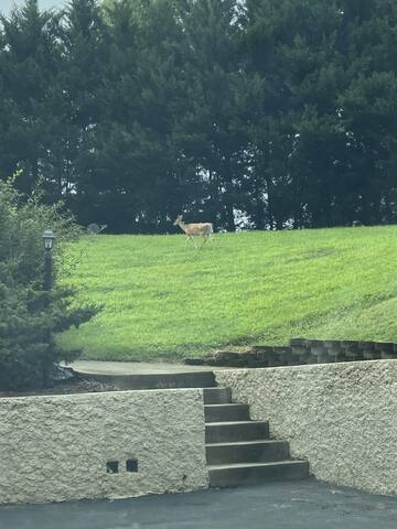 N. Asheville 5BR Retreat: Hot Tub, Fire Pit - Foto 39