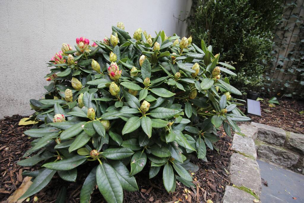 Private, Beautiful Upper Eastside Townhome — Rhododendrons just about to bloom. Spring is finally here!