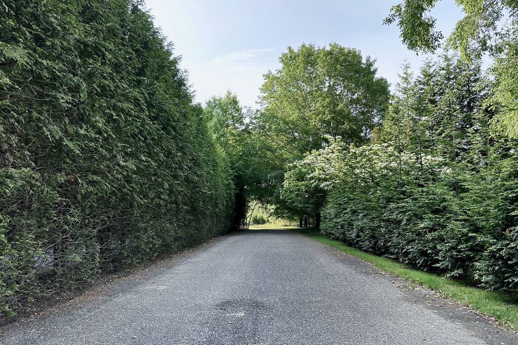 Tree-lined gravel driveway leading toward the property, flanked by tall hedges.