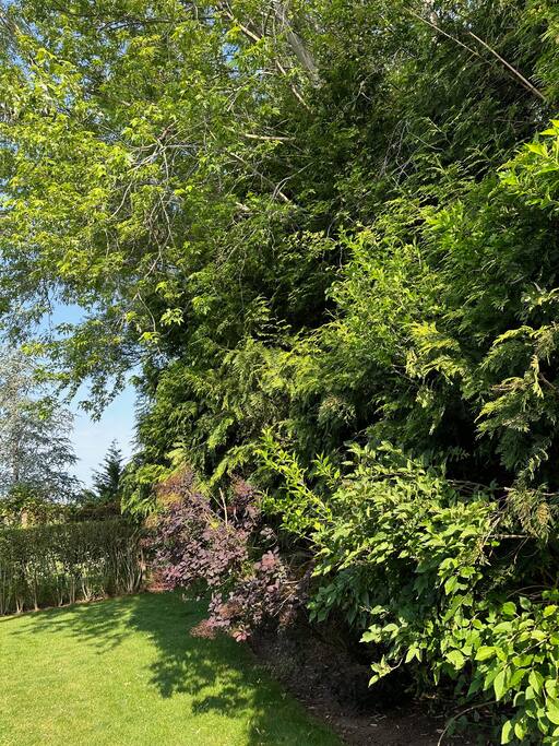 Lush garden bed with flowering shrubs along the lawn's edge.