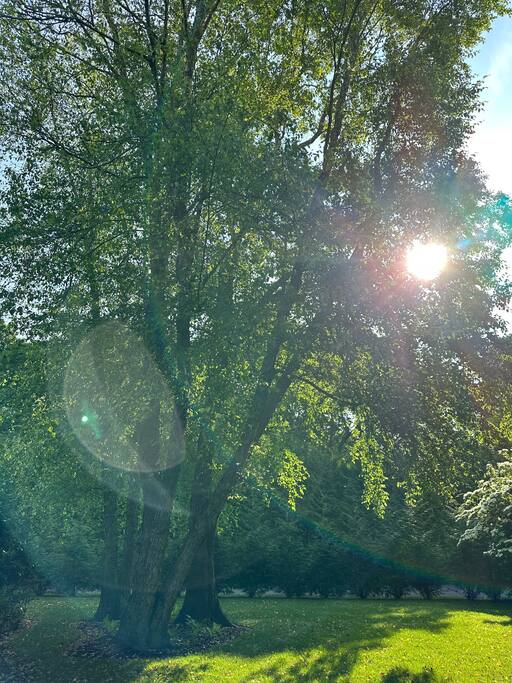 Sunlight filtering through mature trees over the lawn.